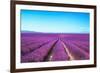 Lavender Flower Blooming Fields Endless Rows-stevanzz-Framed Photographic Print