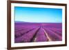 Lavender Flower Blooming Fields Endless Rows-stevanzz-Framed Photographic Print