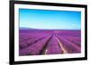 Lavender Flower Blooming Fields Endless Rows-stevanzz-Framed Photographic Print