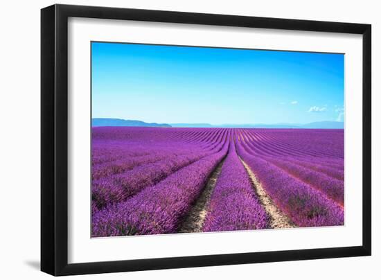 Lavender Flower Blooming Fields Endless Rows-stevanzz-Framed Photographic Print