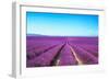 Lavender Flower Blooming Fields Endless Rows-stevanzz-Framed Photographic Print