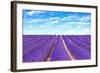 Lavender Flower Blooming Fields Endless Rows-stevanzz-Framed Photographic Print