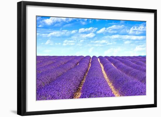 Lavender Flower Blooming Fields Endless Rows-stevanzz-Framed Photographic Print