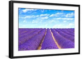 Lavender Flower Blooming Fields Endless Rows-stevanzz-Framed Photographic Print