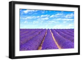 Lavender Flower Blooming Fields Endless Rows-stevanzz-Framed Photographic Print