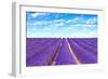 Lavender Flower Blooming Fields Endless Rows-stevanzz-Framed Photographic Print