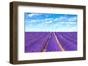 Lavender Flower Blooming Fields Endless Rows-stevanzz-Framed Photographic Print