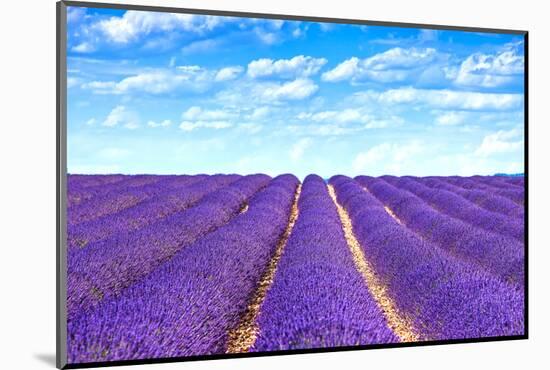 Lavender Flower Blooming Fields Endless Rows-stevanzz-Mounted Photographic Print