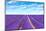 Lavender Flower Blooming Fields Endless Rows-stevanzz-Mounted Photographic Print