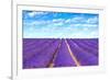 Lavender Flower Blooming Fields Endless Rows-stevanzz-Framed Photographic Print