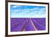 Lavender Flower Blooming Fields Endless Rows-stevanzz-Framed Photographic Print