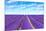 Lavender Flower Blooming Fields Endless Rows-stevanzz-Mounted Photographic Print