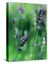 Lavender Flower Spikes-Guy Cali-Stretched Canvas