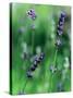 Lavender Flower Spikes-Guy Cali-Stretched Canvas