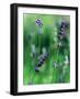 Lavender Flower Spikes-Guy Cali-Framed Photographic Print