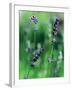 Lavender Flower Spikes-Guy Cali-Framed Photographic Print