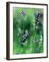 Lavender Flower Spikes-Guy Cali-Framed Photographic Print