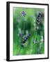 Lavender Flower Spikes-Guy Cali-Framed Photographic Print