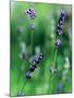 Lavender Flower Spikes-Guy Cali-Mounted Photographic Print