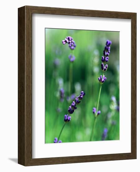 Lavender Flower Spikes-Guy Cali-Framed Photographic Print