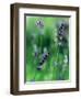 Lavender Flower Spikes-Guy Cali-Framed Photographic Print