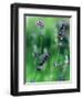 Lavender Flower Spikes-Guy Cali-Framed Photographic Print