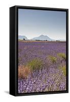 Lavender Growing on the Plateau de Valensole in Provence, France, Europe-Julian Elliott-Framed Stretched Canvas