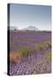 Lavender Growing on the Plateau de Valensole in Provence, France, Europe-Julian Elliott-Stretched Canvas