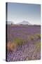 Lavender Growing on the Plateau de Valensole in Provence, France, Europe-Julian Elliott-Stretched Canvas