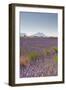 Lavender Growing on the Plateau de Valensole in Provence, France, Europe-Julian Elliott-Framed Photographic Print