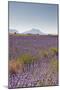 Lavender Growing on the Plateau de Valensole in Provence, France, Europe-Julian Elliott-Mounted Photographic Print