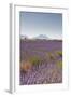 Lavender Growing on the Plateau de Valensole in Provence, France, Europe-Julian Elliott-Framed Photographic Print