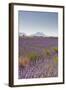 Lavender Growing on the Plateau de Valensole in Provence, France, Europe-Julian Elliott-Framed Photographic Print