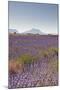 Lavender Growing on the Plateau de Valensole in Provence, France, Europe-Julian Elliott-Mounted Photographic Print