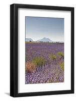 Lavender Growing on the Plateau de Valensole in Provence, France, Europe-Julian Elliott-Framed Photographic Print