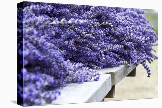 Lavender Harvest I-Dana Styber-Stretched Canvas