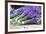 Lavender Harvest II-Dana Styber-Framed Photographic Print