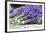 Lavender Harvest II-Dana Styber-Framed Photographic Print