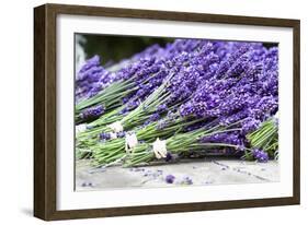 Lavender Harvest II-Dana Styber-Framed Photographic Print