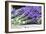 Lavender Harvest II-Dana Styber-Framed Photographic Print