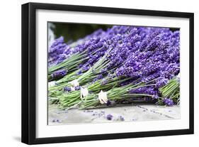 Lavender Harvest II-Dana Styber-Framed Photographic Print