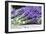 Lavender Harvest II-Dana Styber-Framed Photographic Print