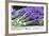 Lavender Harvest II-Dana Styber-Framed Photographic Print