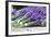 Lavender Harvest II-Dana Styber-Framed Photographic Print