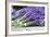 Lavender Harvest II-Dana Styber-Framed Photographic Print