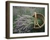 Lavender Harvest, Vashon Island, Washington State, United States of America, North America-Colin Brynn-Framed Photographic Print