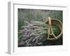 Lavender Harvest, Vashon Island, Washington State, United States of America, North America-Colin Brynn-Framed Photographic Print