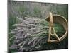 Lavender Harvest, Vashon Island, Washington State, United States of America, North America-Colin Brynn-Mounted Photographic Print