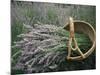 Lavender Harvest, Vashon Island, Washington State, United States of America, North America-Colin Brynn-Mounted Photographic Print