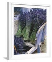 Lavender Harvest-Gunter Rossenbach-Framed Art Print